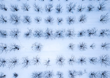 Winter Pattern Of Trees Texture On A Snowy Land Background. Aerial View From Drone.