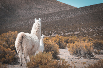 dos llamas, la madre junto a su llama bebé