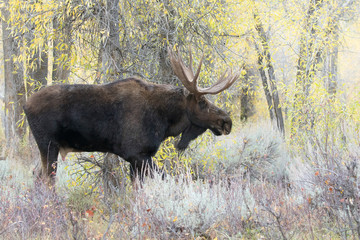 Sticker - BULL MOOSE IN AUTUMN COLORS STOCK IMAGE