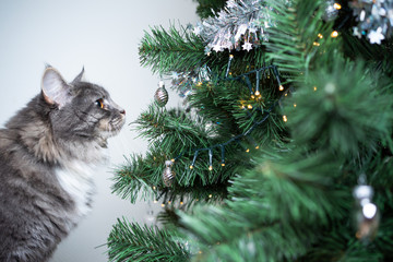 curious blue tabby white maine coon cat smelling on christmas tree bauble decoration and light strin