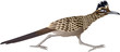 vector cuckoo Greater Roadrunner (Geococcyx californianus)
