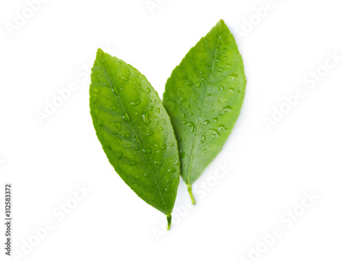 Cuadros en Lienzo Fresh green citrus leaves with water drops isolated on white, top view