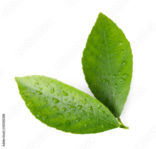 Fotografía Fresh green citrus leaves with water drops isolated on white, top view