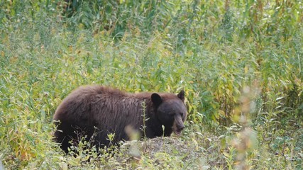 black bear chewing on carrion in yellowstone national park in wyoming, usa