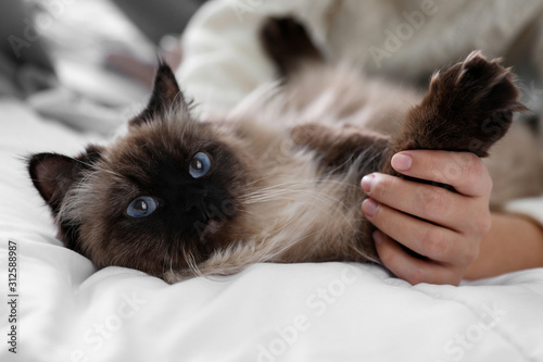 Fotomural Woman playing with her cute Balinese cat on bed at home, closeup