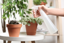 Woman Spraying Succulent With Water At Home, Closeup