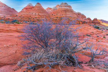 Wall Mural - Amazing view of the coyote buttes, Utah