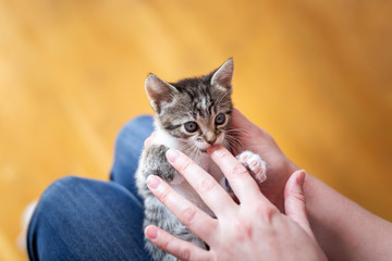 Sticker - Woman playing with a kitten