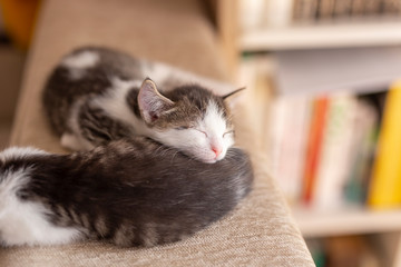 Wall Mural - Kittens sleeping