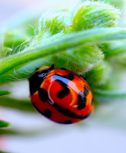 Lady Bug Sitting On A Plant