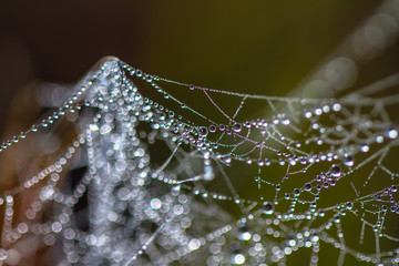 dew on spider web