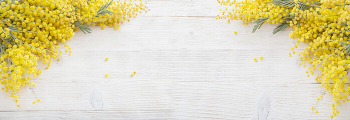 mimosa on white wooden background