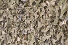 Fence Covered With A Camouflage Net Under Dry Foliage