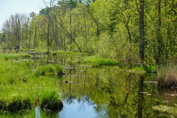 Wall Mural - Reflections on a lake in the forest