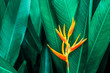© Nabodin - colorful exotic flower on dark tropical foliage nature background, tropical leaf