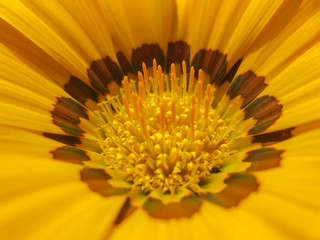 closeup of yellow flower