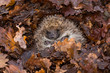 Hedgehog, wild, native, European hedgehog hibernating in winter in fallen Autumn leaves.