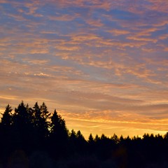 Wall Mural - Sunrise over forest