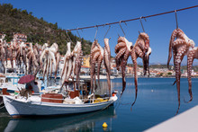 Octopus To Dry In Gythio - Greece