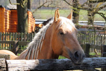 portrait of a nice brown horse with pigtales in its mane