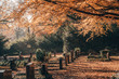 Tomb stone cross in graveyeard in Ohlsdorf Cemetery during fall in Hamburg city, Germany