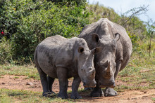 Rhino Mother And Son