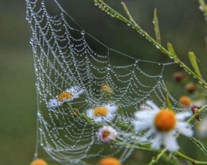 spider web with morning dew