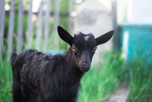 Portrait Of Black Baby Goat On Background Of Green Grass Outdoors.