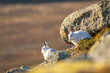 Mountain hares x 2, Lepus timidus, in full winter moult/coat in direct sunlight resting on a snowless slope during December/winter in Scotland.