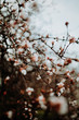 Frühlingserwachen Kirschblüten