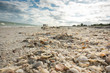 © Chris - Closeup of shell beach with thousands of shells for collecting at Sanibel Island
