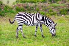 Charming Young Zebra