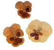 Genuine old pressed pansy flowers isolated on white background.