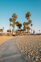 Palm Trees On The Beach, In Venice Beach, Los Angeles, California