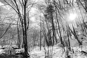  A beautiful woodland covered in snow 