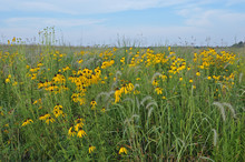 Summer Tall Grass Wildflower Prairie With Yellow Coneflowers And Queen Anne's Lace, Michigan, USA