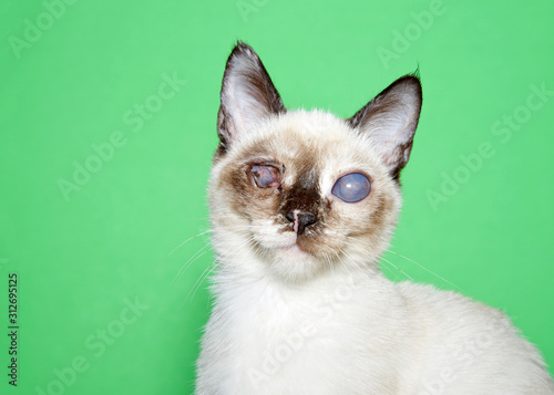 Fotomural Portrait of an adorable seal point siamese kitten with bilateral cataracts facing directly towards viewer