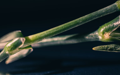 Green plant stem