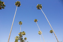 Los Angeles Palm Trees 3