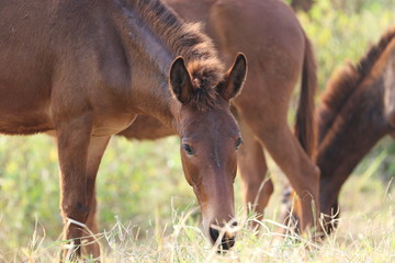 horse and foal