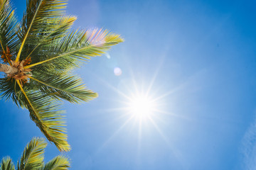 Poster - palm leaves against blue sky with clouds