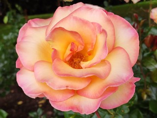 garden, rose, roses, color, beautiful, flower, background, nature, floral, beauty, pink, summer, plant, blossom, spring, natural, bloom, green, petal, colorful, red, white, fresh, closeup, pattern, ro