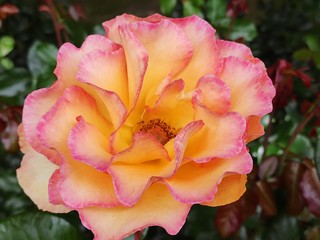 garden, rose, roses, color, beautiful, flower, background, nature, floral, beauty, pink, summer, plant, blossom, spring, natural, bloom, green, petal, colorful, red, white, fresh, closeup, pattern, ro