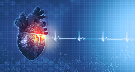 Wall Mural - Anatomy of human heart on ecg medical background. 3d render.