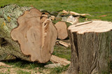 Fototapeta  - cut down tree