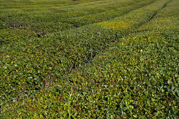 Wall Mural - Green tea field