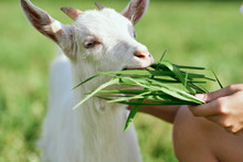 White Goat Chewing Grass