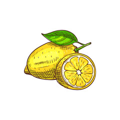 Whole one lemon with green leaf isolated sketch. Vector ripe citrus sour fruit