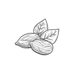 Shelled almond seeds isolated drupes of fruit with green leaves sketch.Vector shelled drupes of fruits