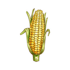 Wall Mural - Maize cereal grain vector isolated corn cob sketch. Vector sweetcorn with green leaves